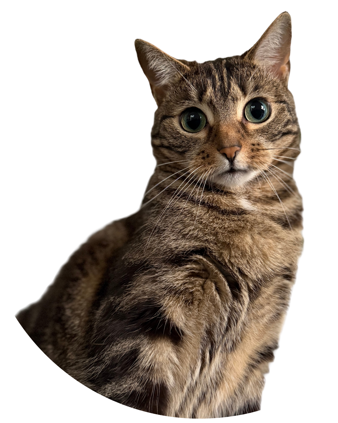 Profesor Paputki – autor kursu