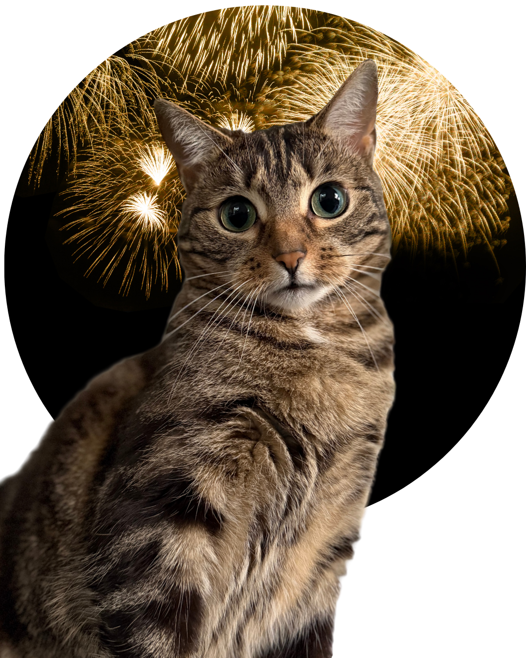 Profesor Paputki – autor kursu